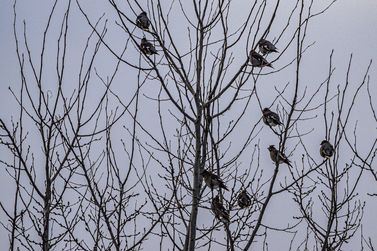 Buztanori boreala - ML645128939