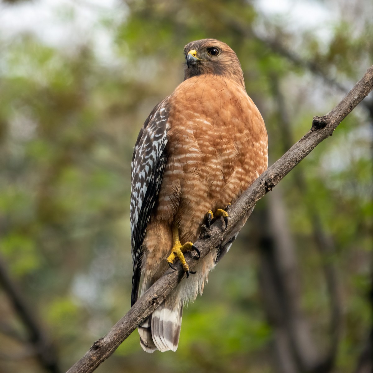 Red-shouldered Hawk - ML645128949