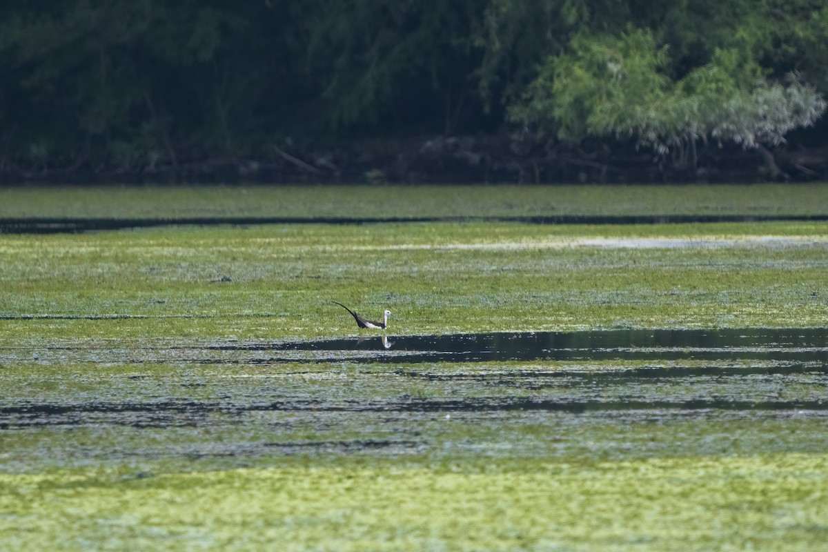 Pheasant-tailed Jacana - ML645128954