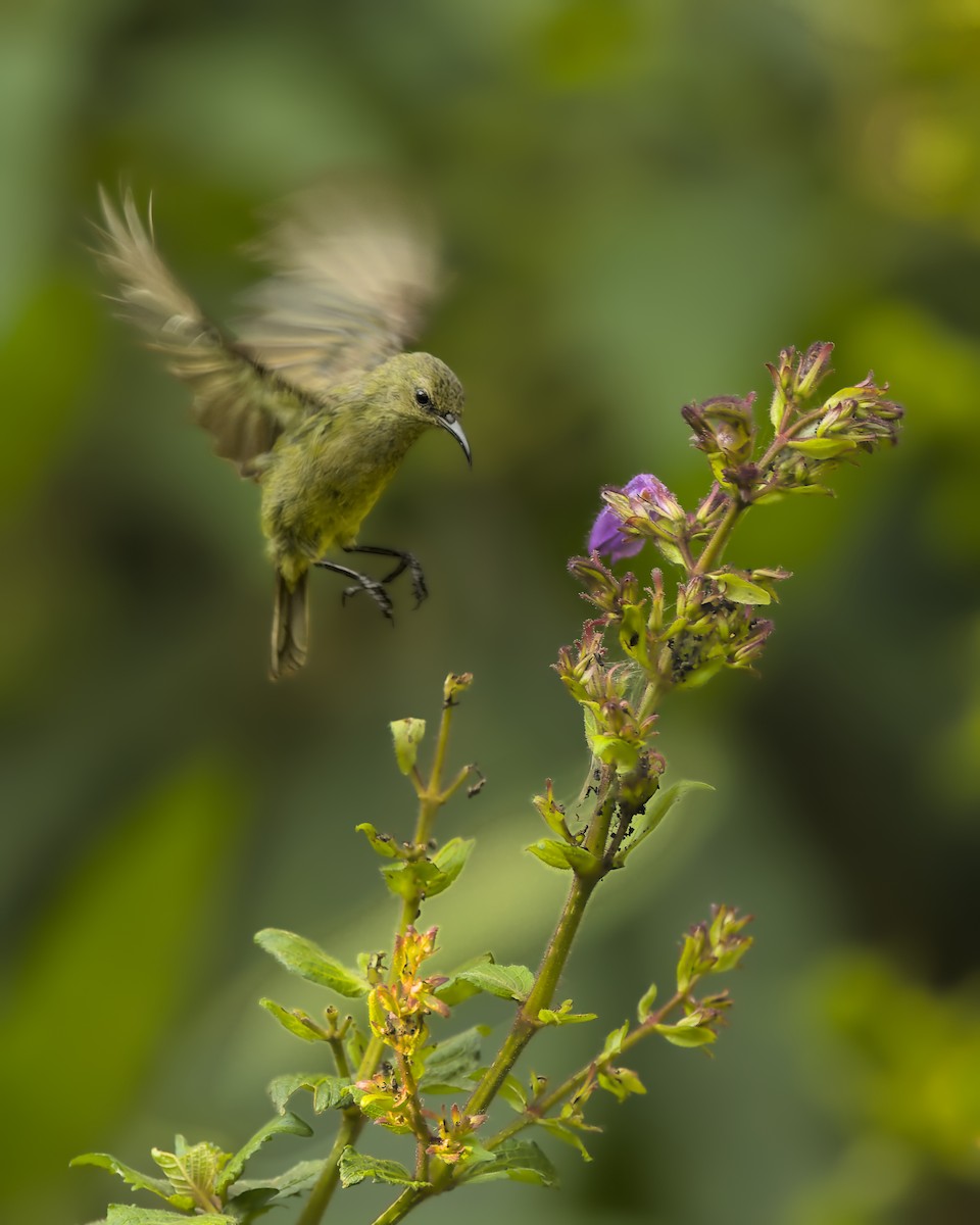 Variable Sunbird - ML645128956