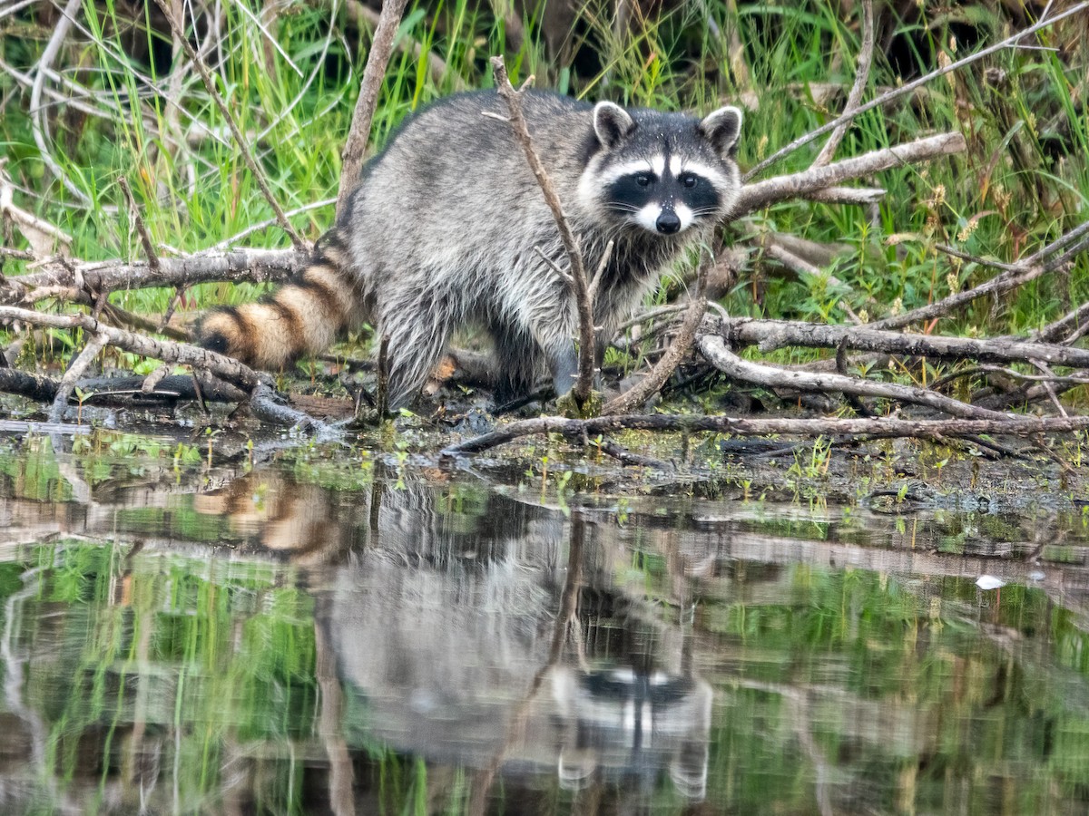 Animals - ML645128959