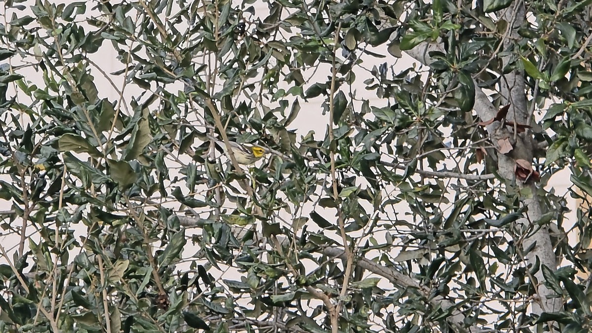 Black-throated Green Warbler - ML645128971