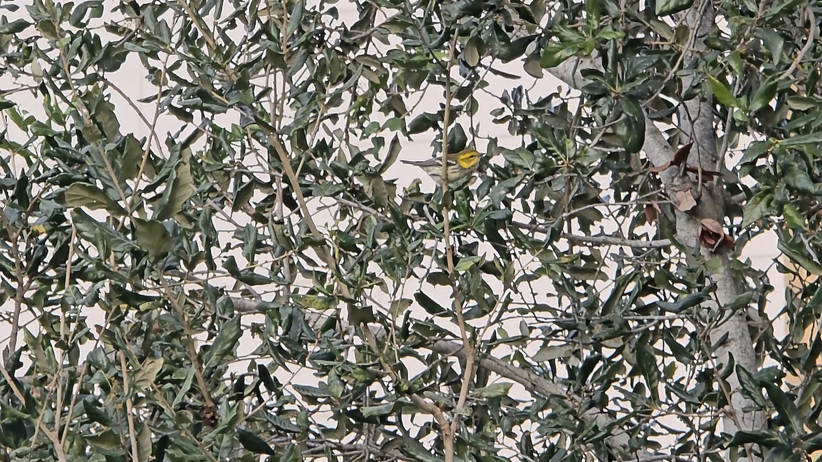 Black-throated Green Warbler - ML645128972