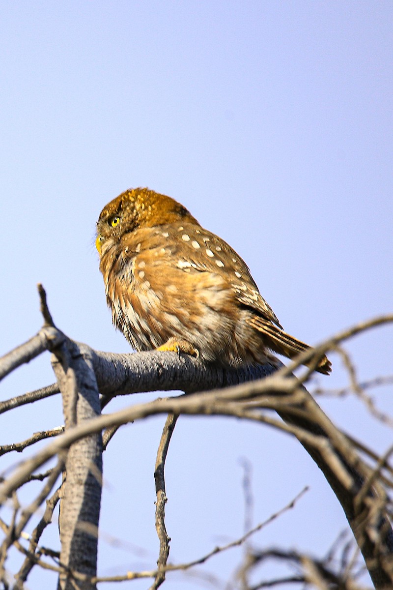 ミナミスズメフクロウ - ML645128984