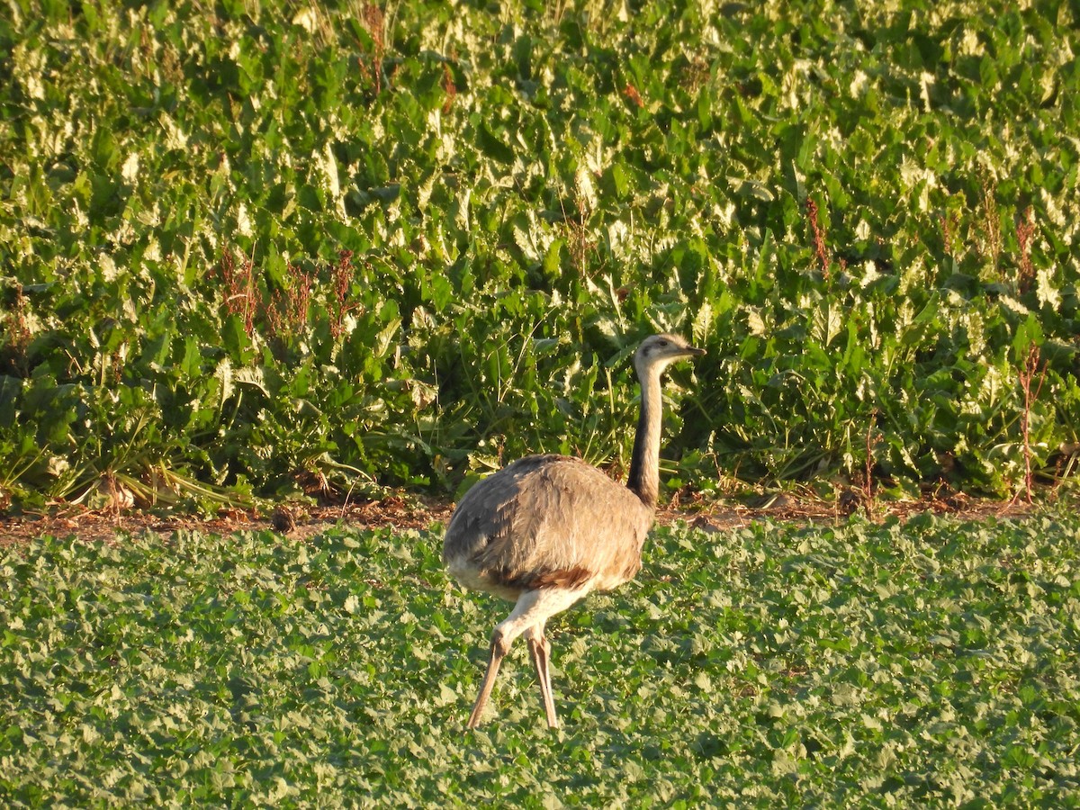 nandu pampový - ML645128988