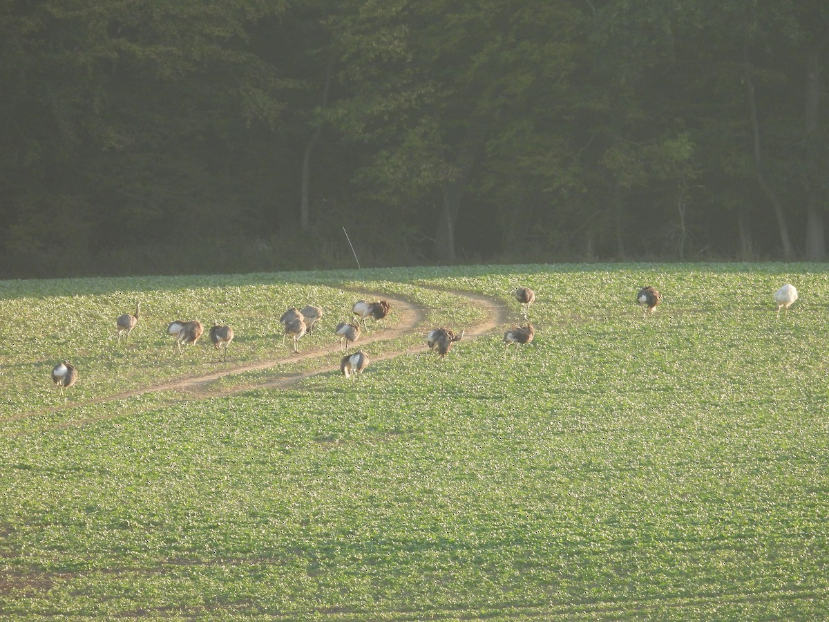 nandu pampový - ML645128989