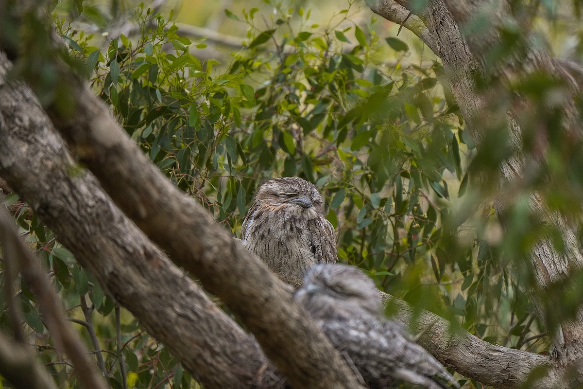 Tawny Frogmouth - ML645129006