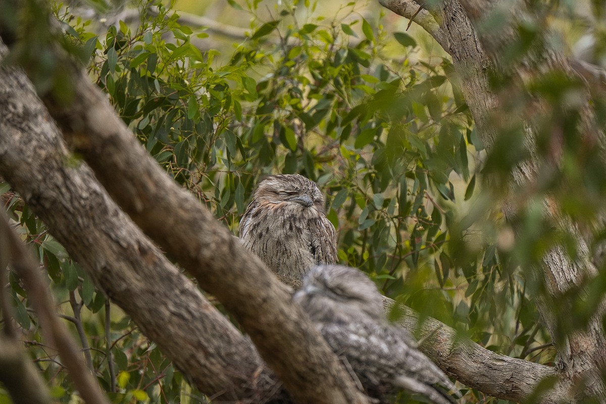 Tawny Frogmouth - ML645129007