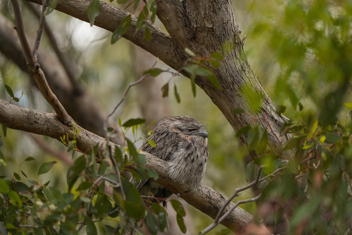 Tawny Frogmouth - ML645129008
