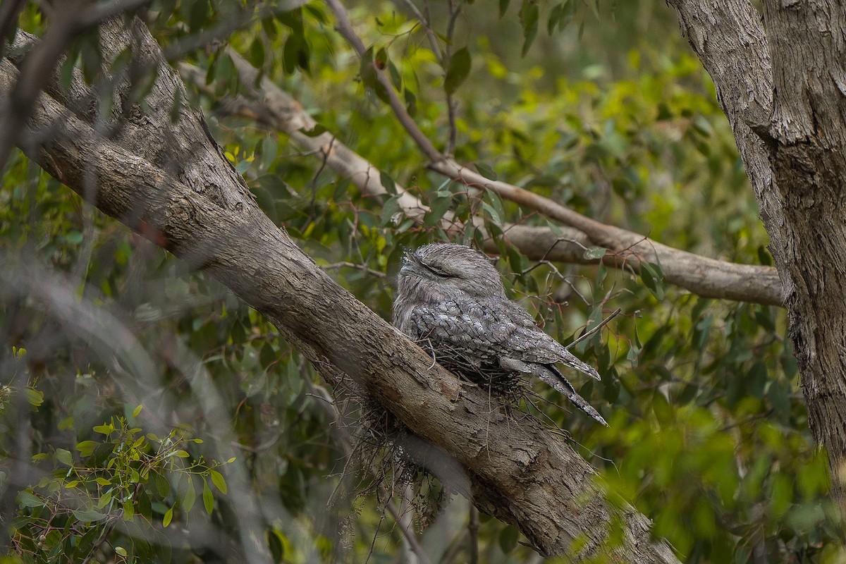Tawny Frogmouth - ML645129009