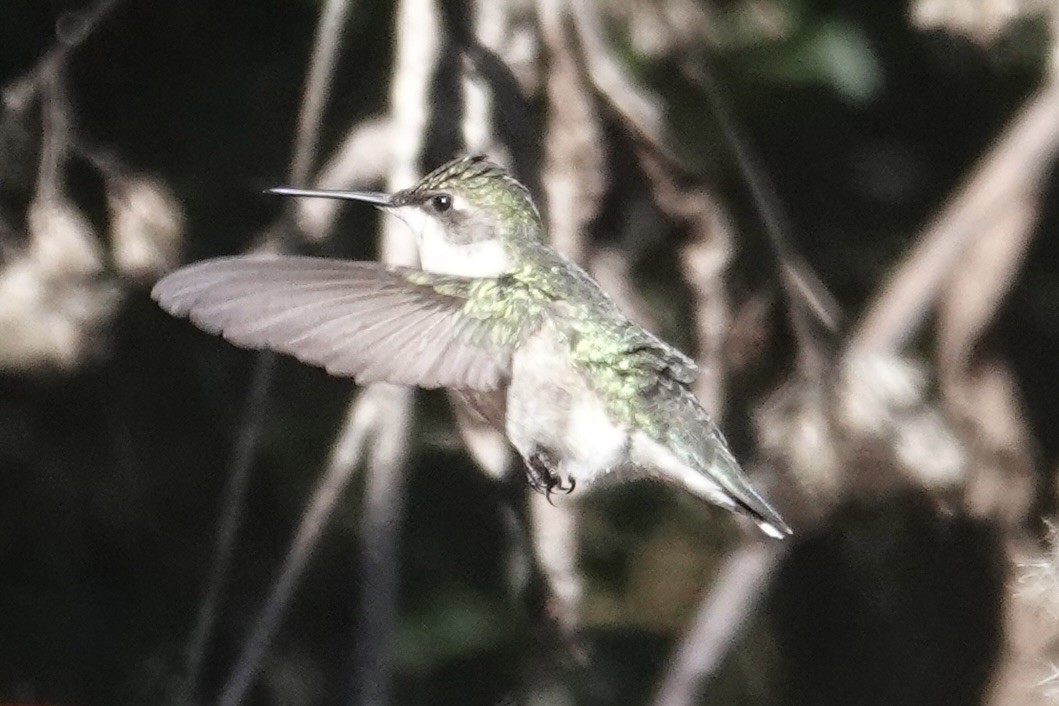 kalypta rubínohrdlá - ML645129013