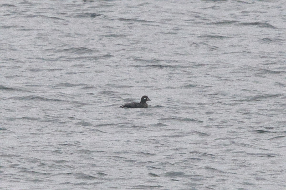 Moretta arlecchino - ML645129023