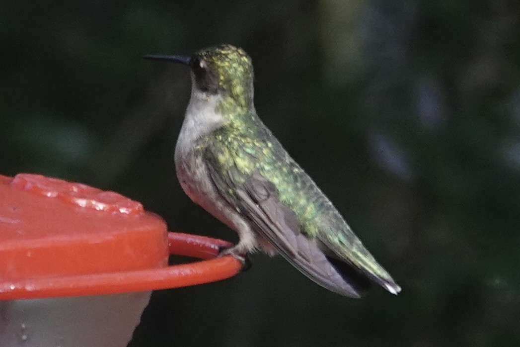 kalypta rubínohrdlá - ML645129028