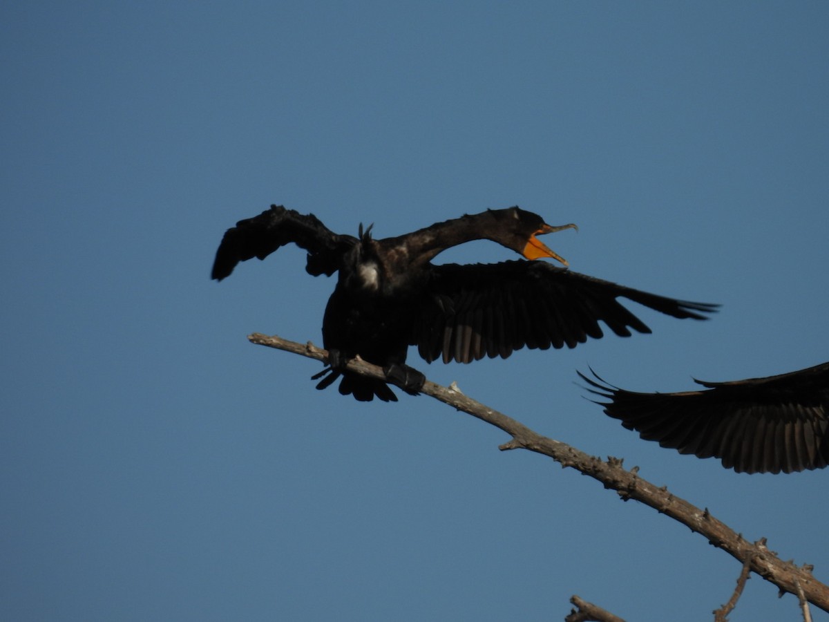 Ушастый баклан - ML645129030