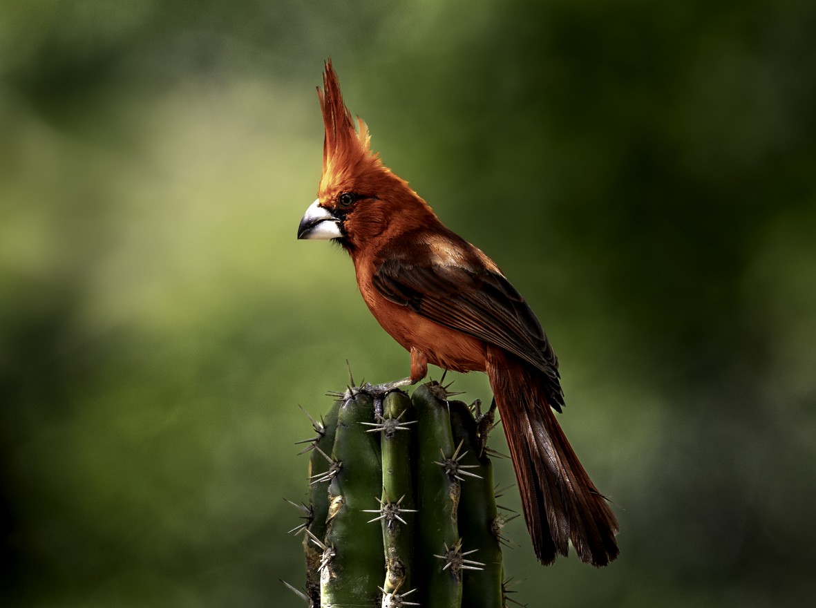 ミナミショウジョウコウカンチョウ - ML645129034