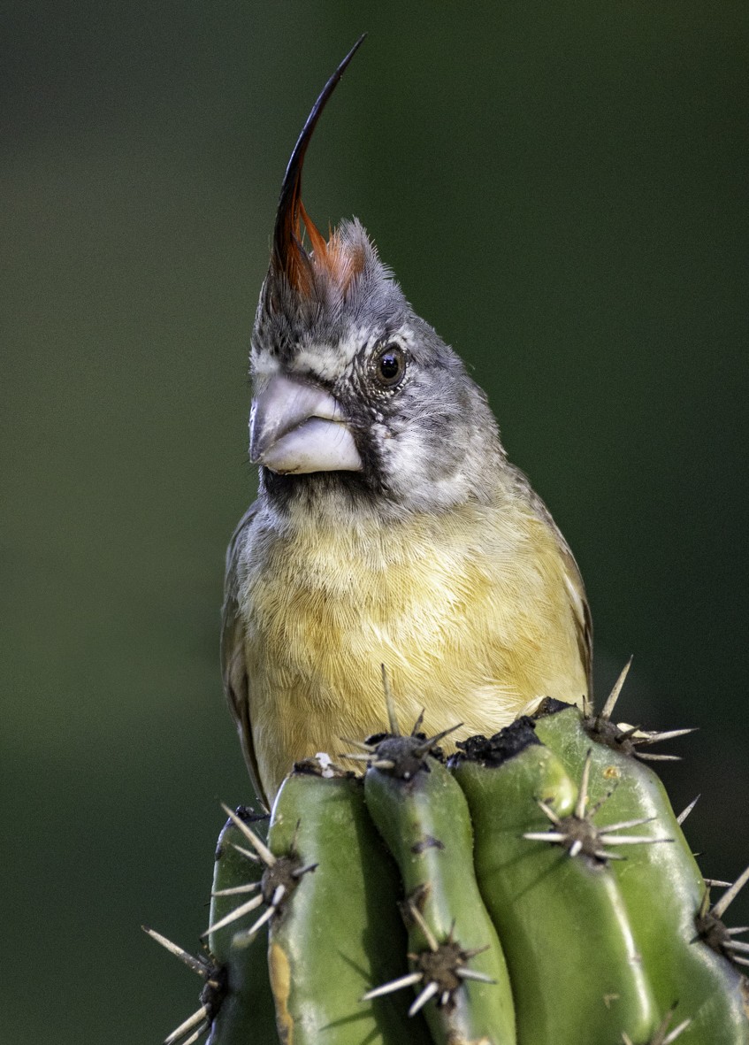 ミナミショウジョウコウカンチョウ - ML645129035