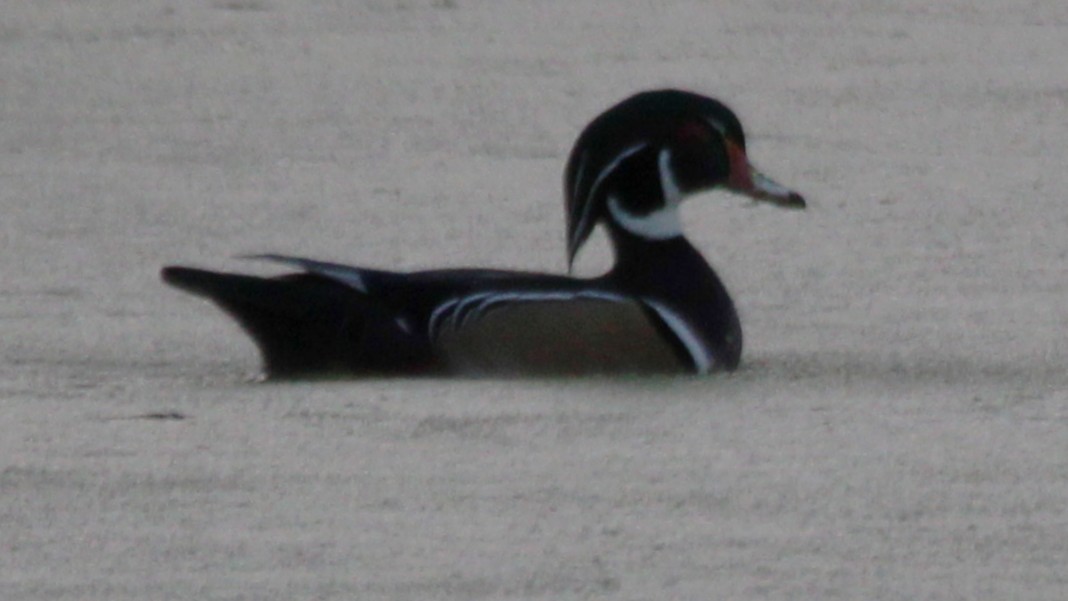 kachnička karolínská - ML645129041