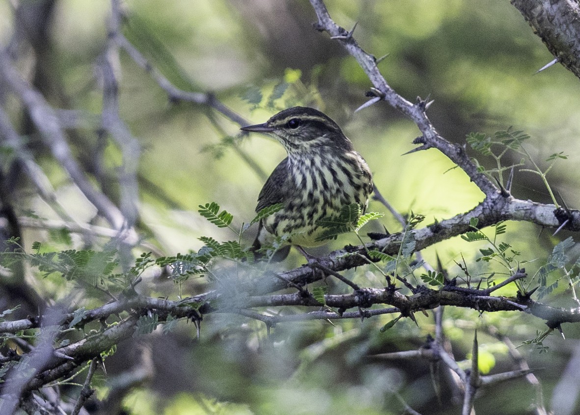 Northern Waterthrush - ML645129042