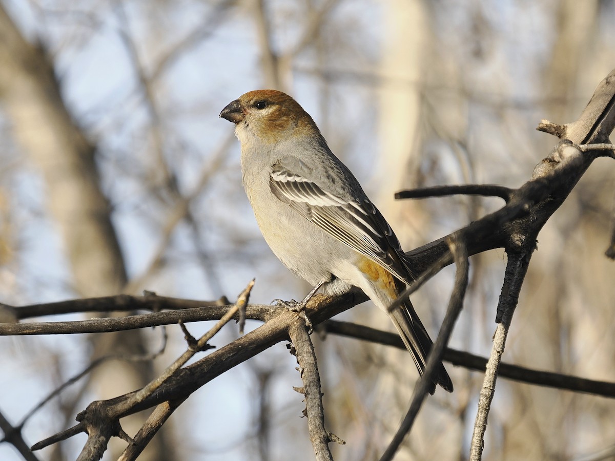 Смеречник тайговий - ML645129049