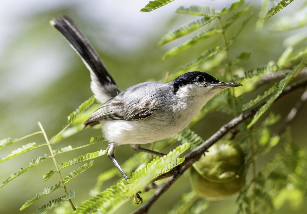 leskot tropický - ML645129050