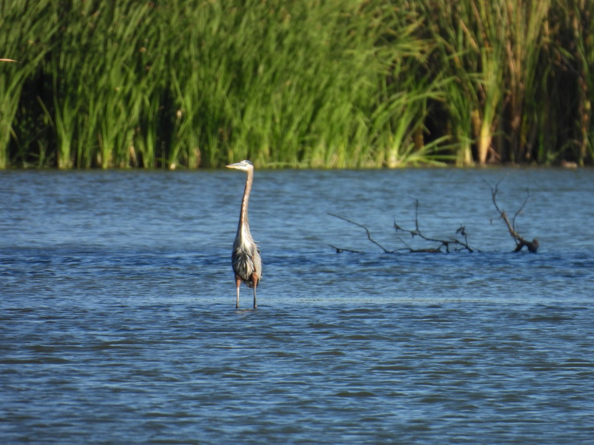 Большая голубая цапля - ML645129075