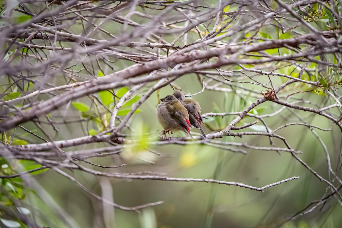 Red-browed Firetail - ML645129091