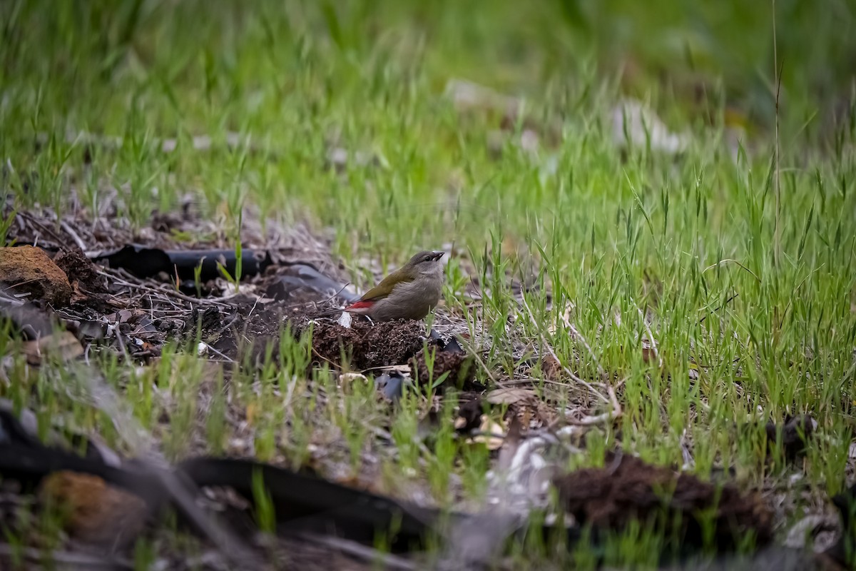 Red-browed Firetail - ML645129092