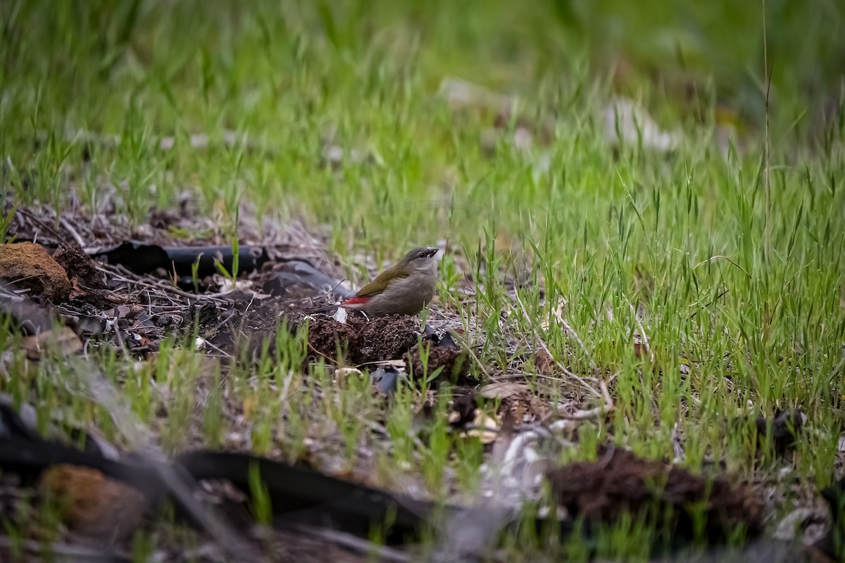 Red-browed Firetail - ML645129093