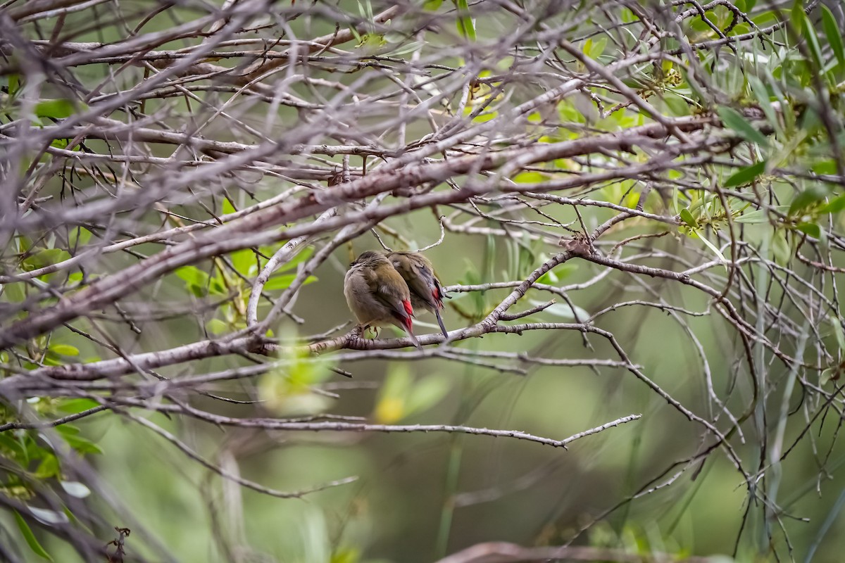 Red-browed Firetail - ML645129094