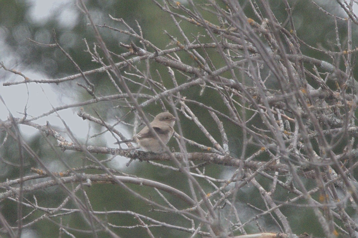 Northern Shrike - ML645129106