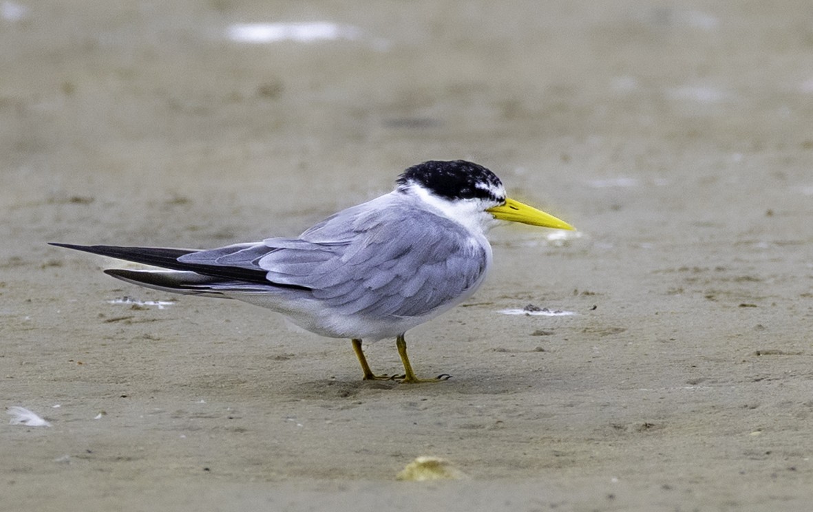 Yellow-billed Tern - ML645129117