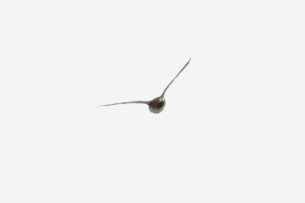 スズガモ - ML645129121