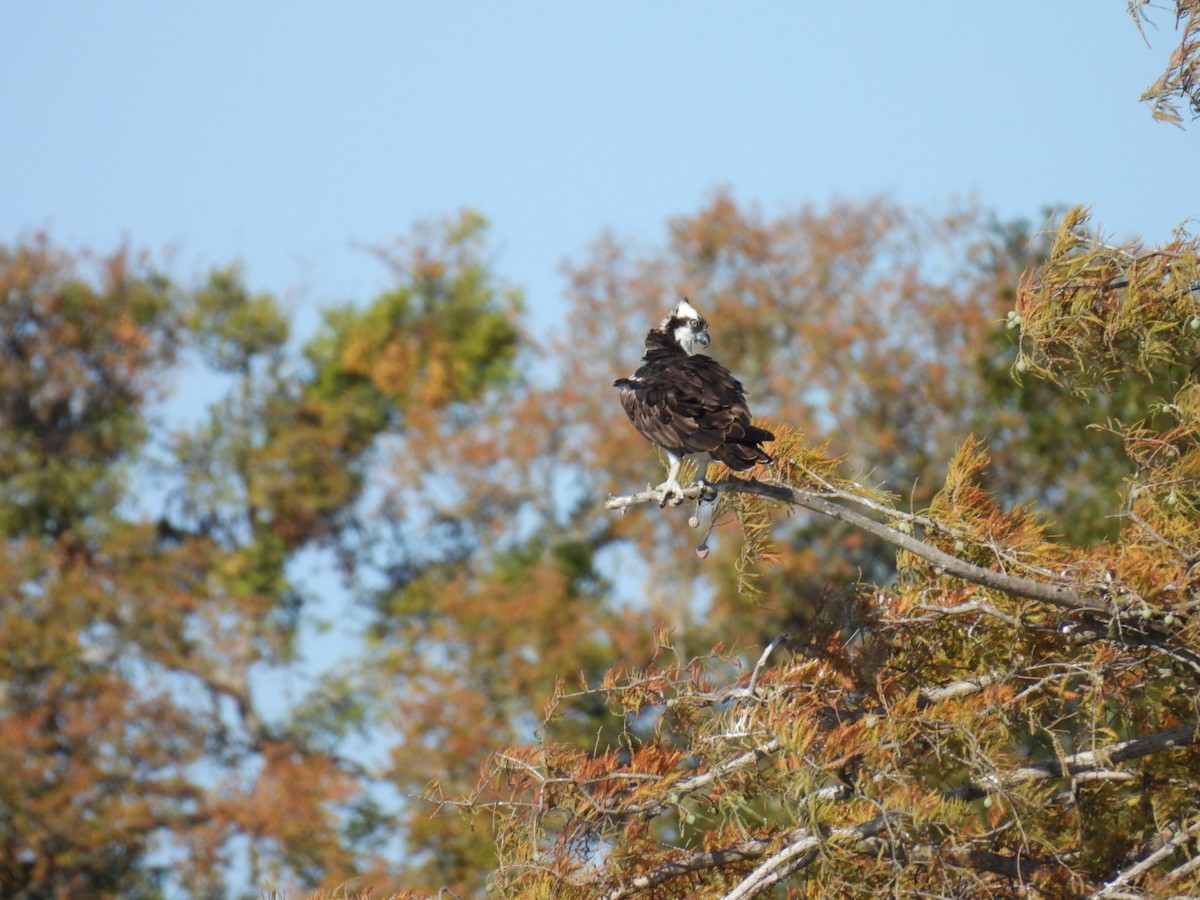 Скопа - ML645129123