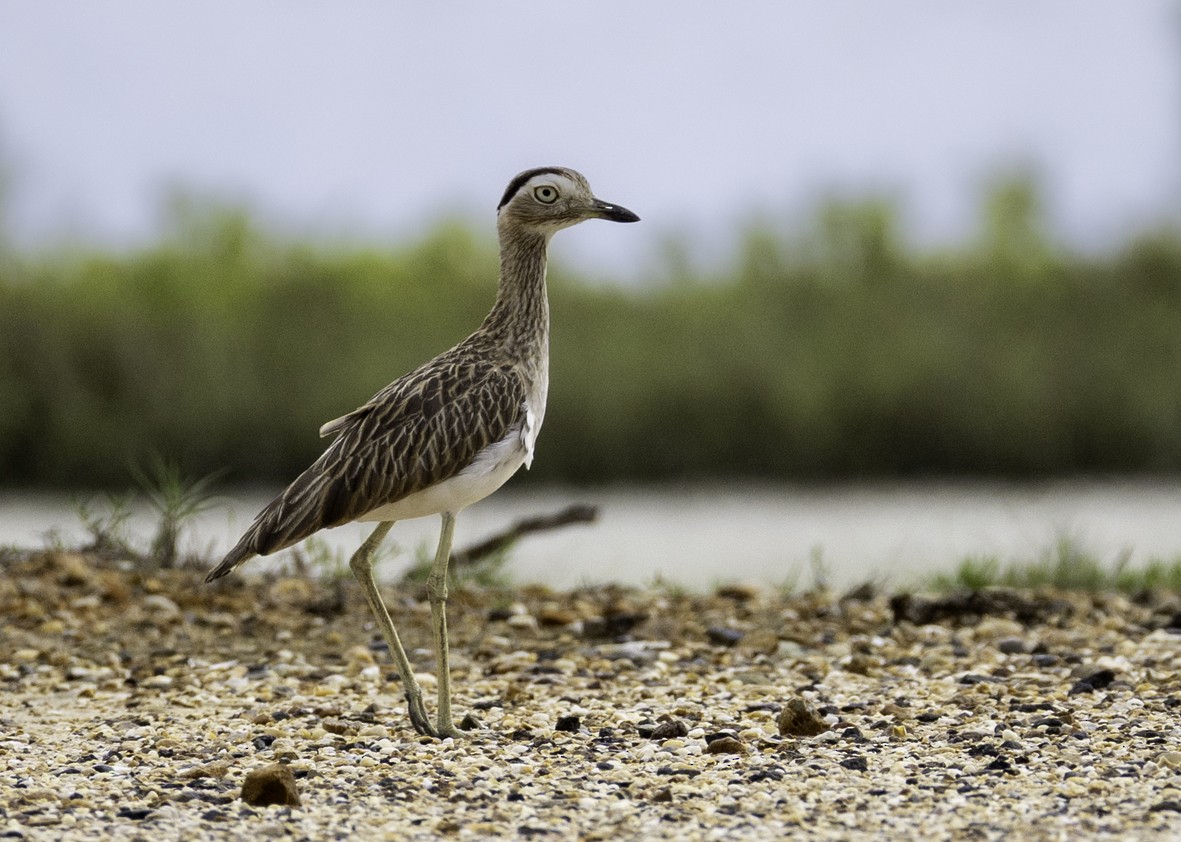 Kaşlı Kocagöz - ML645129139