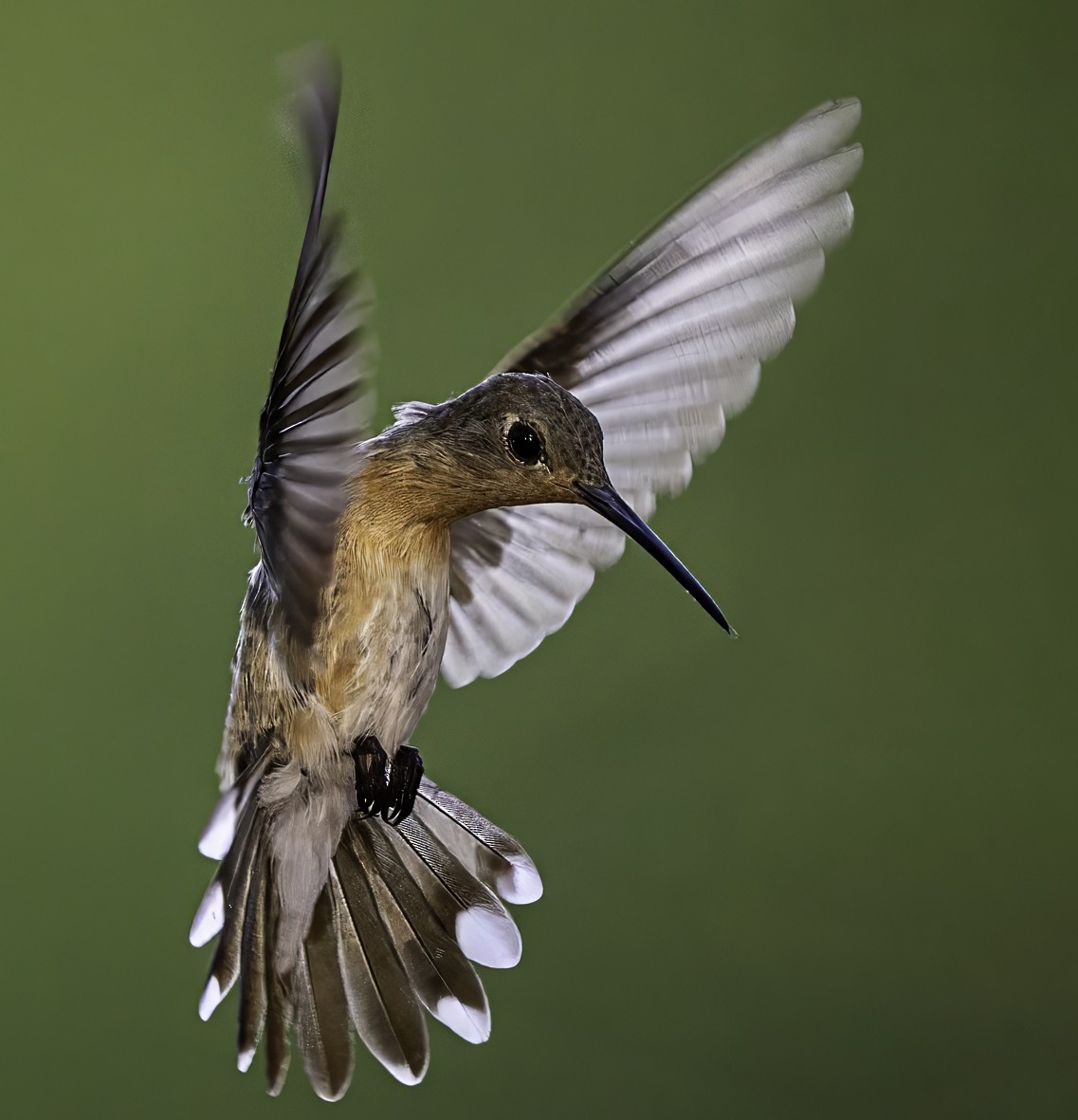 Buffy Hummingbird - ML645129146