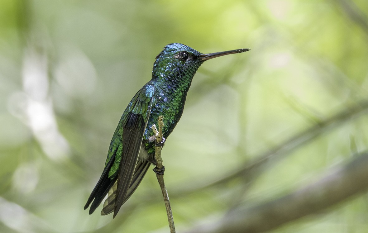 Красноклювый изумруд - ML645129152