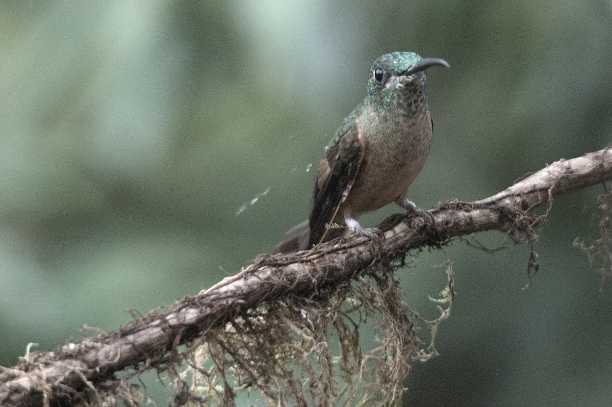 チャムネテリハチドリ - ML645129161