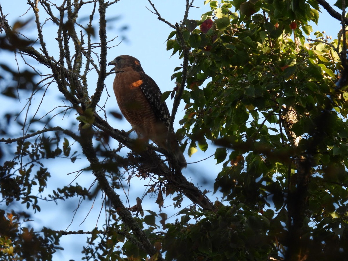 Красноплечий канюк - ML645129171