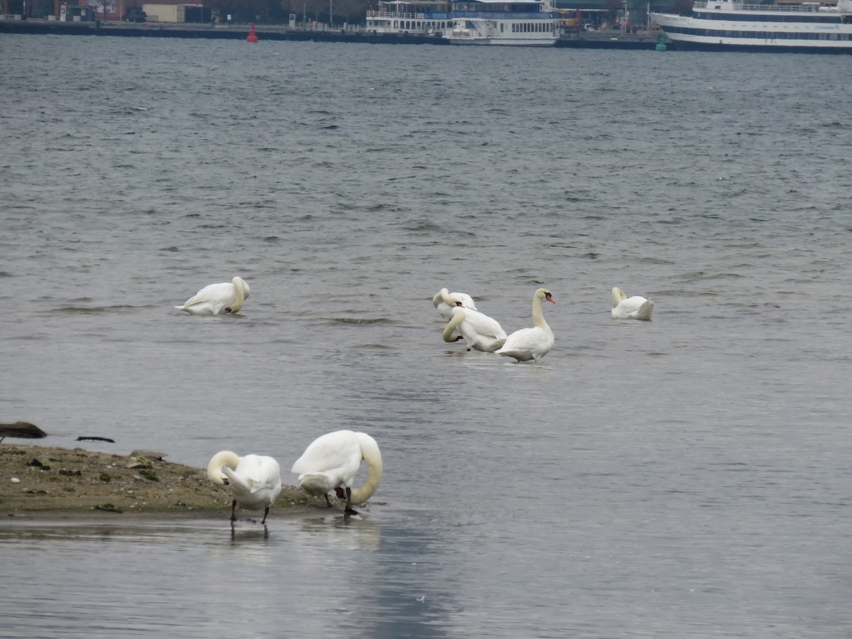 Лебідь-шипун - ML645129174