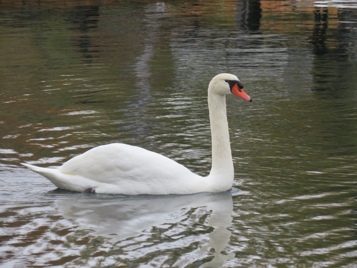 Лебідь-шипун - ML645129175