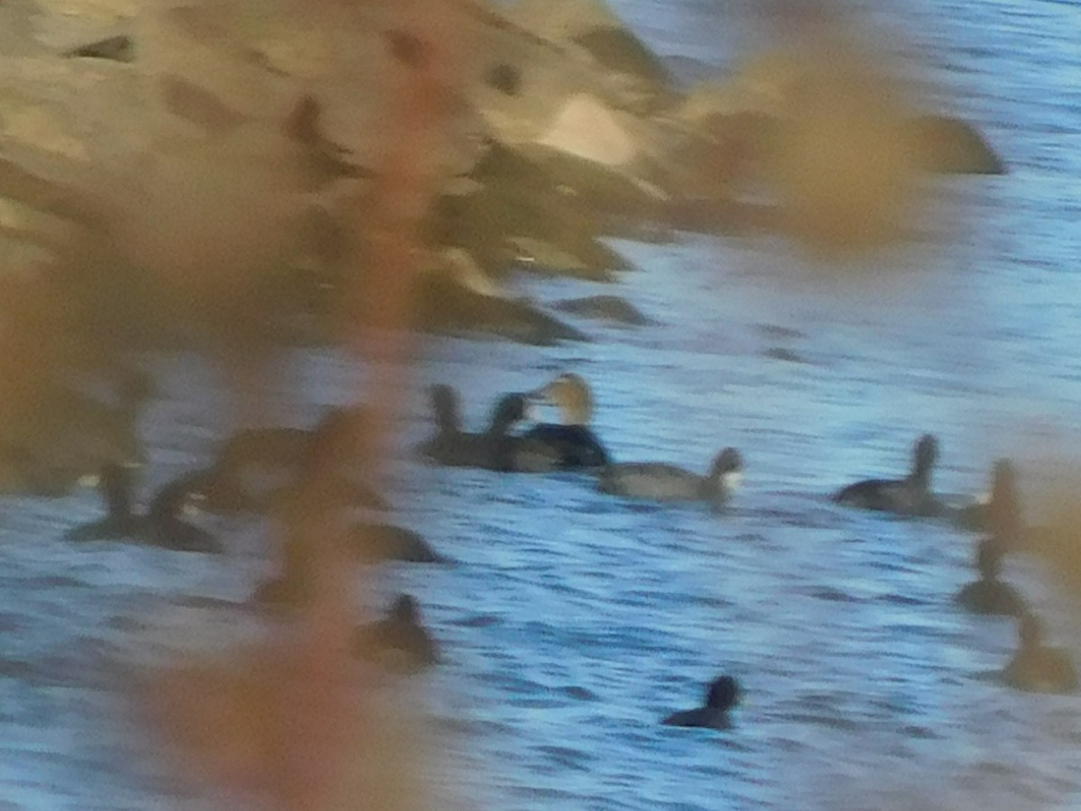 King Eider - ML645129181