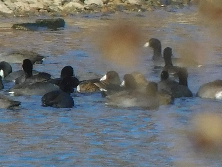 King Eider - ML645129182