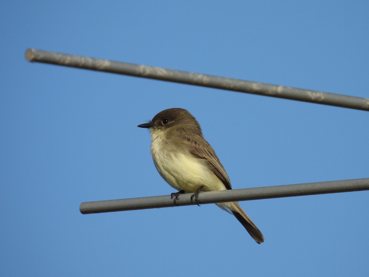 Светлобрюхий фиби - ML645129187