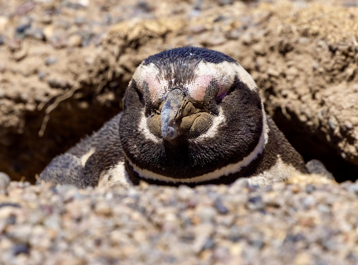 Magellanpinguin - ML645129224