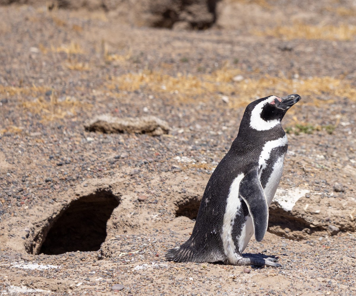 Magellanpinguin - ML645129225