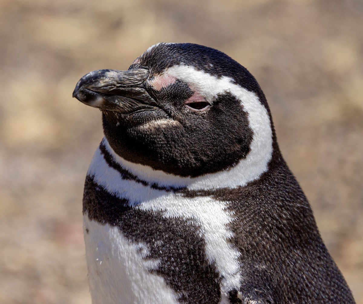 Magellanpinguin - ML645129226