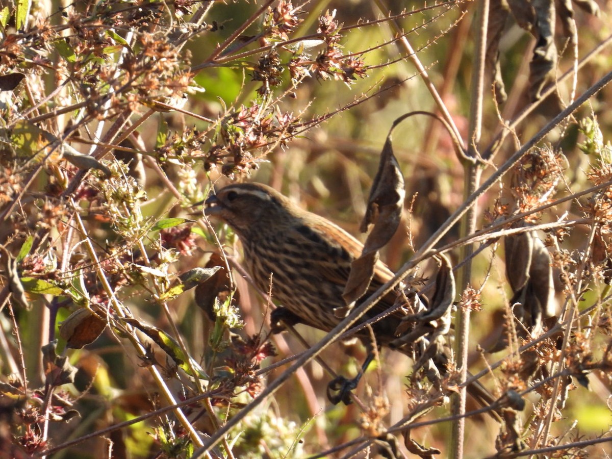 Красноплечий трупиал - ML645129235