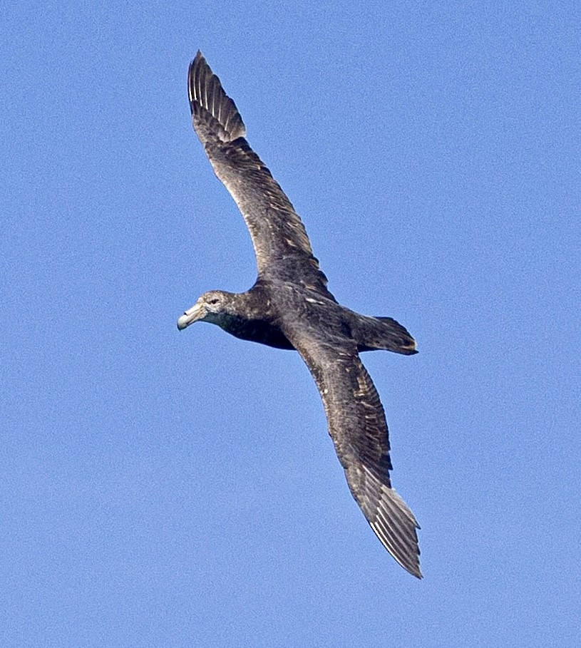 sørkjempepetrell - ML645129239