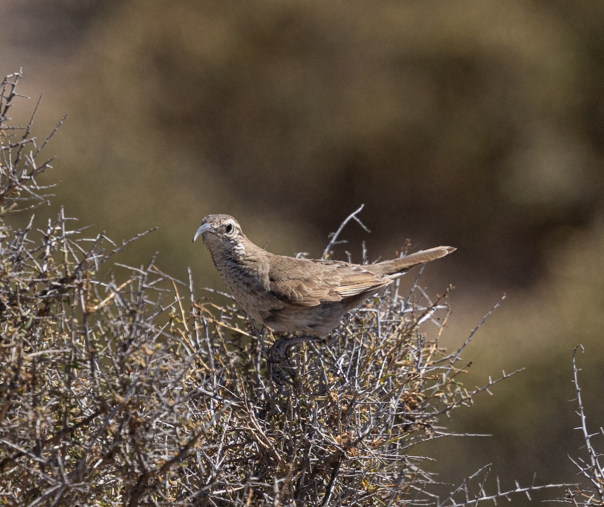 Scale-throated Earthcreeper - ML645129246