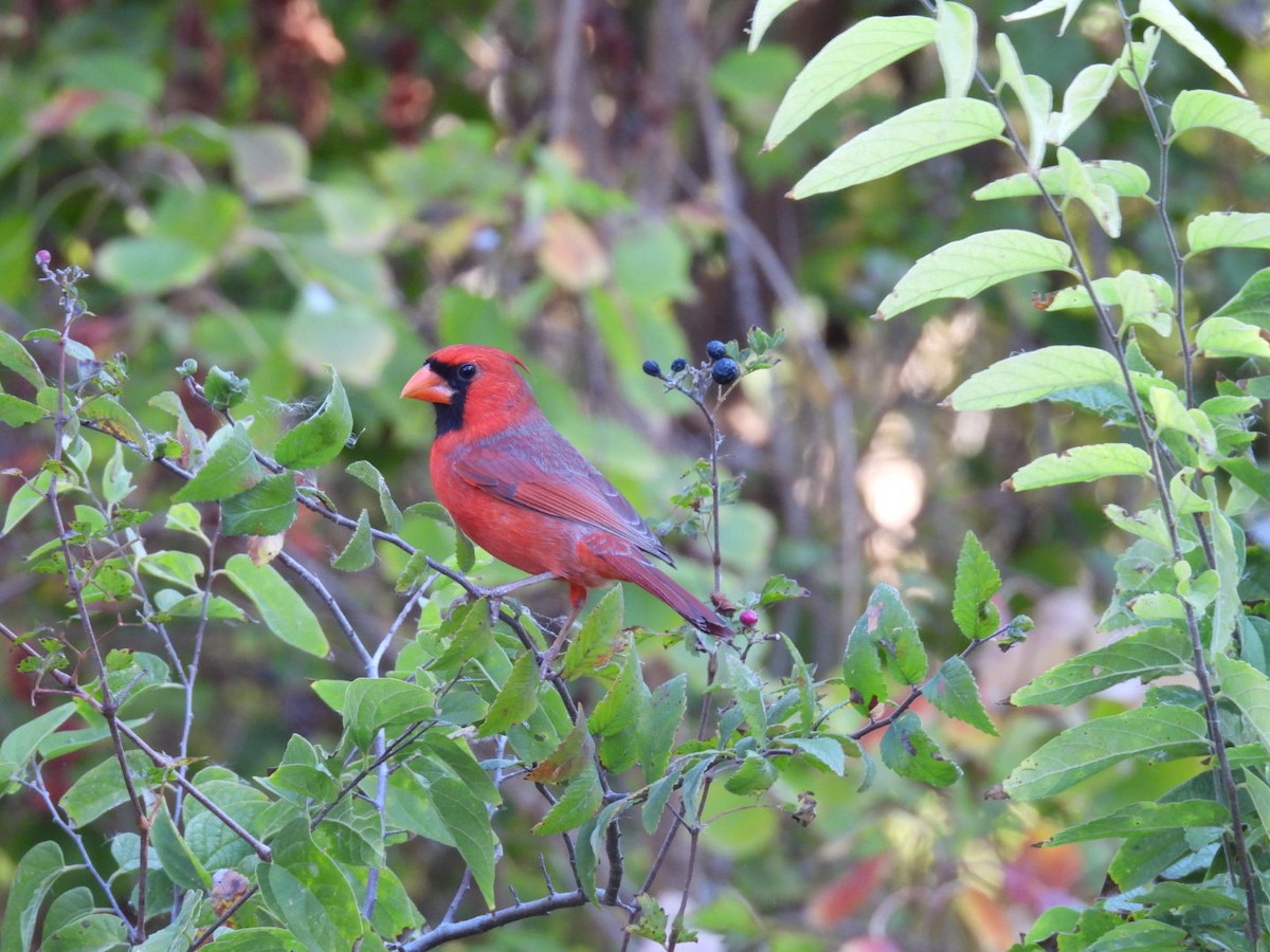 Красный кардинал - ML645129264